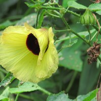 Hibiscus hispidissimus Griff.